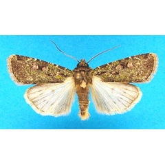 /filer/webapps/moths/media/images/A/arabica_Mentaxya_AM_Legrain.jpg