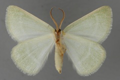Acollesis fraudulenta
