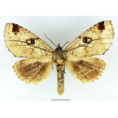 /filer/webapps/moths/media/images/B/brunneomixta_Alenophalera_AM_Basquin_04.jpg