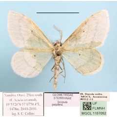 /filer/webapps/moths/media/images/P/palpifera_Scopula_A_MGCLa_01.JPG
