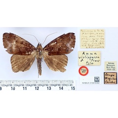 /filer/webapps/moths/media/images/V/violisparsa_Anua_HT_BMNH.jpg