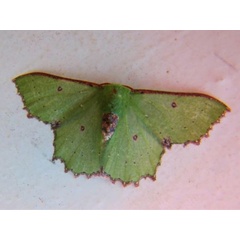 /filer/webapps/moths/media/images/I/immunifica_Victoria_A_Stanton.jpg