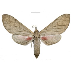 /filer/webapps/moths/media/images/W/witti_Neoclanis_PTF_ZSM_01a.jpg