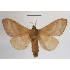 /filer/webapps/moths/media/images/C/curvilinea_Bombycopsis_AF_MGCLb_02.JPG