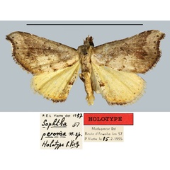 /filer/webapps/moths/media/images/P/peroma_Sophta_HT_MNHN.jpg