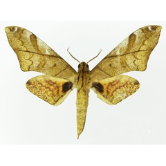 /filer/webapps/moths/media/images/C/constrigilis_Platysphinx_AM_Basquin_01.jpg