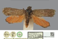 Gymnogramma acclinatella