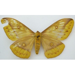 /filer/webapps/moths/media/images/E/emini_Antheraea_HT_NHMUKb.jpg