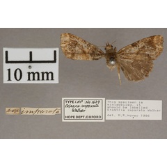 /filer/webapps/moths/media/images/I/imparata_Erastria_HT_OUMNH_01.jpg