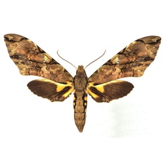 /filer/webapps/moths/media/images/M/morganii_Xanthopan_AM_Basquina.jpg