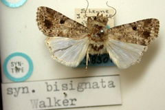 Spodoptera bisignata
