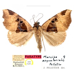 /filer/webapps/moths/media/images/A/aequatorialis_Marcipa_PTF_BMNH_v63Wzb6.jpg