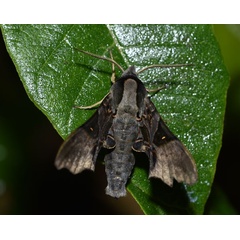 /filer/webapps/moths/media/images/M/magnificum_Odontosida_AM_Schmit.jpg