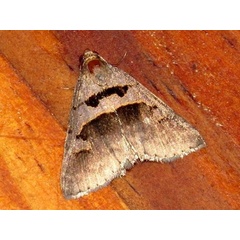 /filer/webapps/moths/media/images/H/hamifera_Anoba_A_Braun.jpg