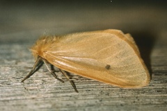 Cropera testacea
