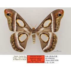 /filer/webapps/moths/media/images/C/cadioui_Epiphora_AT_RBINS_01.jpg