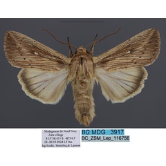 /filer/webapps/moths/media/images/I/insulicola_Leucania_AM_ZSM.jpg
