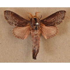 /filer/webapps/moths/media/images/T/truncatum_Braura_A_Butler.jpg