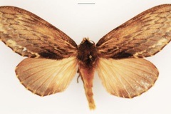 Lasiocesa lanceolata