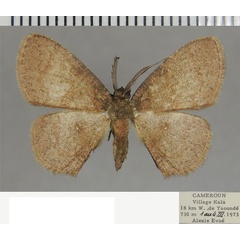 /filer/webapps/moths/media/images/G/glabra_Cabera_AM_ZSM_01.jpg