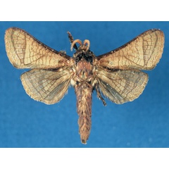 /filer/webapps/moths/media/images/L/lusamboensis_Haberlandia_HT_RMCA_0kEaXGk.jpg