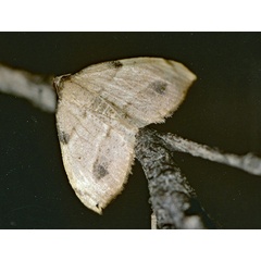 /filer/webapps/moths/media/images/S/spurcata_Platypepla_A_Roland_01.jpg