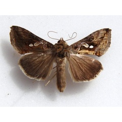 /filer/webapps/moths/media/images/A/acuta_Chrysodeixis_A_Goff.jpg