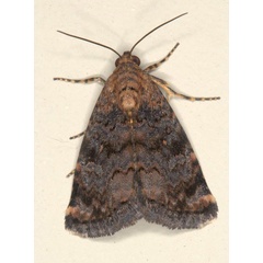 /filer/webapps/moths/media/images/A/apicalis_Ozarba_A_Heyns_02.jpg