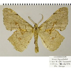 /filer/webapps/moths/media/images/C/conformis_Xenimpia_AM_ZSMa.jpg