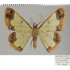 /filer/webapps/moths/media/images/P/pristis_Zamarada_AF_ZSMa.jpg