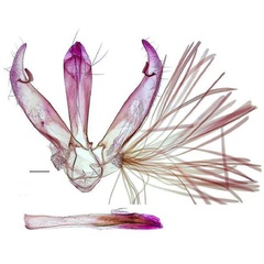 /filer/webapps/moths/media/images/P/polula_Spulerina_GMHT_RBINS.jpg