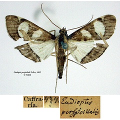 /filer/webapps/moths/media/images/P/perspicillalis_Eudioptis_STF_SNHMa.jpg