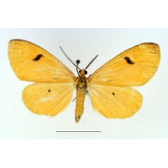 /filer/webapps/moths/media/images/H/horitropha_Ereunetea_AF_TMSA.jpg