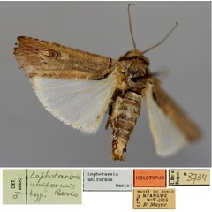 /filer/webapps/moths/media/images/U/uniformis_Lophotarsia_HT_RMCA_01.jpg