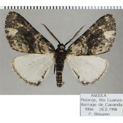 /filer/webapps/moths/media/images/P/pinguis_Phthonandria_AM_ZSMa.jpg