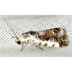 /filer/webapps/moths/media/images/C/conifrons_Emmelia_A_Braun_03.jpg