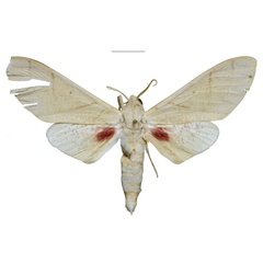 /filer/webapps/moths/media/images/P/politzari_Neoclanis_PTM_ZSMa.jpg