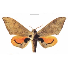 /filer/webapps/moths/media/images/A/abyssinicus_Pseudoclanis_AM_EMEMa.jpg