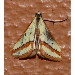 /filer/webapps/moths/media/images/E/euprepialis_Cynaeda_A_Roland_01.jpg