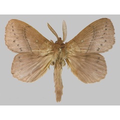 /filer/webapps/moths/media/images/M/montibia_Philotherma_AM_RMBH.jpg