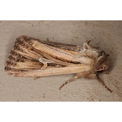 /filer/webapps/moths/media/images/A/atavistis_Aspidifrontia_A_Heyns_01.jpg