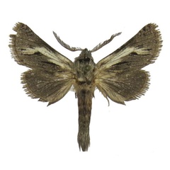 /filer/webapps/moths/media/images/S/stroehlei_Arctiocossus_HT_Stroehle.jpg