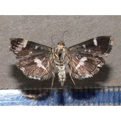 /filer/webapps/moths/media/images/P/perspectalis_Hymenia_A_Goffb_01.jpg