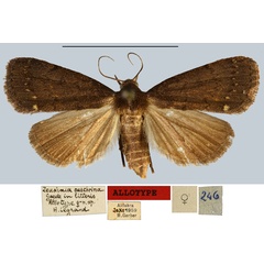 /filer/webapps/moths/media/images/A/aeschrina_Zeuxinia_AT_MNHN.jpg