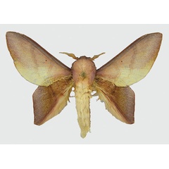 /filer/webapps/moths/media/images/B/bernardii_Sonitha_HT_MNHN.jpg