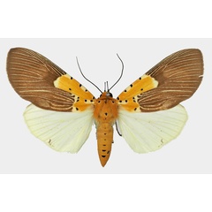 /filer/webapps/moths/media/images/S/speciosa_Asota_AF_Basquin_03a.jpg