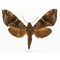 /filer/webapps/moths/media/images/H/heydeni_Maassenia_AF_Basquin.jpg