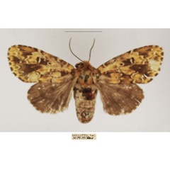 /filer/webapps/moths/media/images/A/acatharta_Nyodes_AF_TMSA_01.jpg