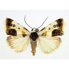 /filer/webapps/moths/media/images/N/natalis_Acontia_AM_Aulombard_02.jpg