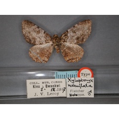 /filer/webapps/moths/media/images/N/nebulata_Xylopteryx_HT_RMCA_01.jpg